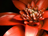 Bromelaid Flower of the Genus Guzmania