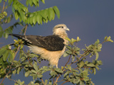 Yellow-Headed Caracara (Milvago Chimachima) Perching in Tree  Cerrado Habitat  Brazil