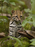 Ocelot (Felis Pardalis) Sitting Among Plants  Amazon Rainforest  Ecuador