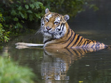 Siberian Tiger (Panthera Tigris Altaica) Bathing  Native to Siberia