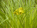 A Leaf Suspended in Tall Grasses on the Edge of Lake Manapouri