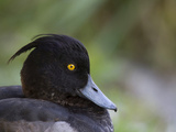 Portrait of a Black Tufted Duck  Aythya Fuligula