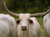Domestic Cattle (Bos Taurus)  Used for Pulling the Ox Carts During the Floods  Brazil