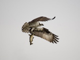 An Osprey with a Freshly Caught Fish
