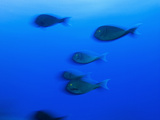 Schooling Yellowmask Surgeonfish  Acanthurus Mata