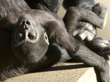 Baby Gorilla  Gorilla Species  in its Mother's Arms