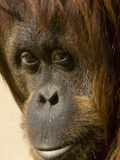 Close Up of the Face of an Orangutan  Pongo Pygmaeus