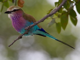 A Lilac-Breasted Roller Perching on a Tree Branch