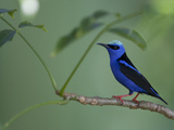 Red-Legged Honeycreeper  Cyanerpes Cyaneus  Perched on a Tree Branch