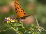 A Gulf Fritillary Butterfly Sipping Nectar from a Flower