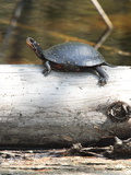 A Spotted Turtle  Clemmys Guttata  Sunning on a Log