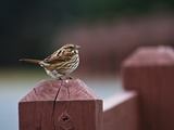 A Song Sparrow  Melospiza Melodia  Perches on a Fence