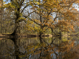 Trees in Autumn Hues and their Reflections in the Concord River