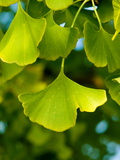 Close Up of Ginkgo Leaves