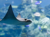 Bat Ray  Myliobatis Californica  in an Aquarium