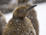 King Penguin Chicks in a Spring Snow Storm at their Rookery