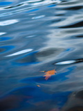 Oak Leaf Floating in Gently Rippled Water