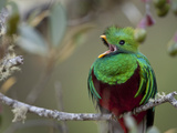 Resplendent Quetzal  Pharomachrus Mocinno  Perched on a Tree Branch