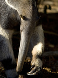 Close Up of an Anteater
