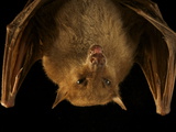 A New Species of Blossom Bat in New Guinea's Foja Mountains