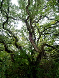 Looking Up into the Branches of a Live Oak Tree