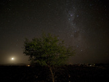 The Night Sky with a Rising Moon Behind a Tree in Sossusvlei  Namibia