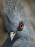 Close Up Portrait of a Western Crowned Pigeon  Goura Cristata