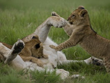 African Lion Cubs  Panthera Leo  Playing with an Adult
