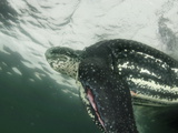 An Adult Male Leatherback Feeding on Jellyfish at the Water's Surface