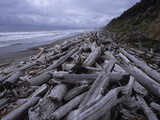 Driftwood Along the Pacific Shoreline in Olympic National Park