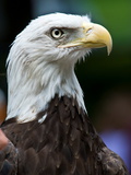 Close Up Portrait of a Captive American Bald Eagle