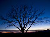 A Silhouetted Tree Against a Blue Sky at Sunset