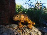 A Galapagos Land Iguana  Conolophus Subcristatus