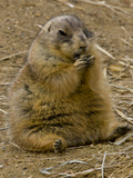 A Black-Tailed Prairie Dog  Cynomys Ludovicianus  Eating at a Zoo