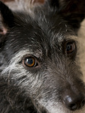 Close-Up of a Pet Terrier Mix Dog