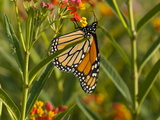 Monarch Butterfly Sipping Nectar from a Flower