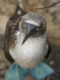 A Portrait of a Blue-Footed Booby  Sula Nebouxii