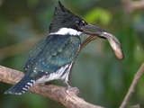 Amazon Kingfisher  Chloroceryle Amazona  with a Fish in it's Bill
