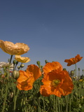 Poppies Growing in Flower Gardens in Front of the Union House