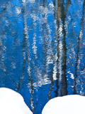 Reflections of Snow-Covered Trees in Gently Rippling Water