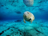 Florida Manatees  Trichechus Manatus Latirostris  in Clear Water