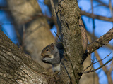 A Grey Squirrel Basks in the Sun Eating a Nut