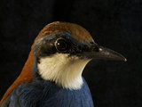 A Chestnut-Backed Jewel-Babbler Bird in New Guinea's Foja Mountains