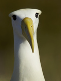 A Portrait of a Waved Albatross  Phoebastria Irrorata