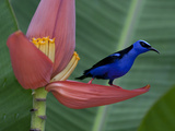 Red-Legged Honeycreeper  Cyanerpes Cyaneus  on a Banana Flower