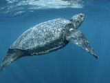 A Female Leatherback Turtle Surfaces for Breath in Warm Shallows