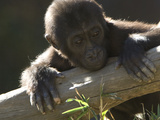 A Baby Gorilla  Gorilla Species  Leaning over a Log
