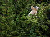 A Kermode Bear Climbs a Pacific Crab Apple Tree to Grab its Fruit