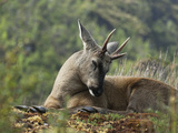 An Endangered Male Huemul Deer in Bernardo O'Higgins National Park