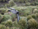 Light-Mantled Sooty Albatross   Phoebetria Palpebrata  in Flight